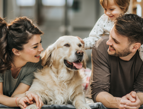 El impacto positivo de tener una mascota en el hogar